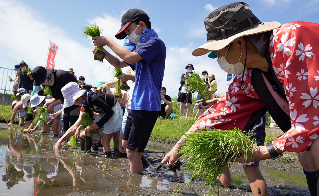 田植えの様子